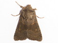 Deep-brown Dart